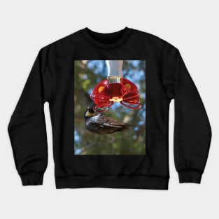 Acorn Woodpecker Raiding A Hummingbird Feeder Crewneck Sweatshirt